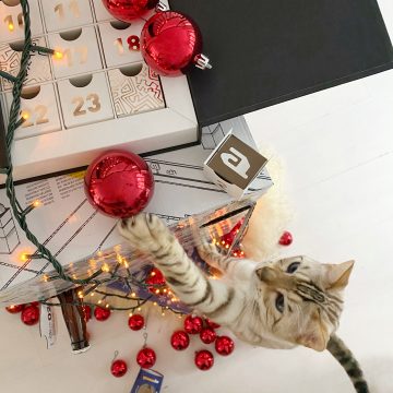 cat climbing tower of advent calendars